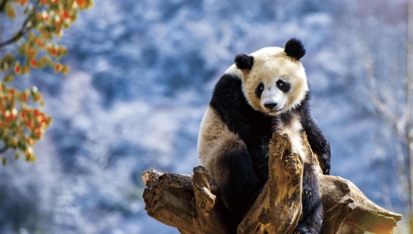 China's protection of giant pandas brings significant benefits to other species