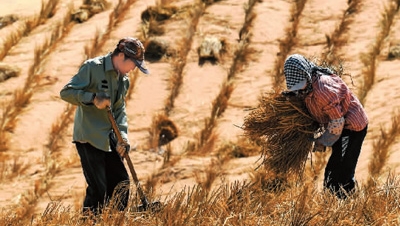 China successfully halts expanding desertification thanks to decades of steadfast efforts