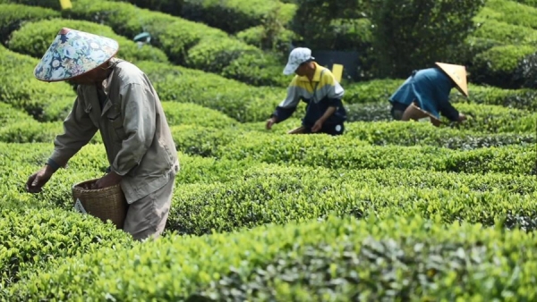 Smart legislation makes Huangshan tea greener
