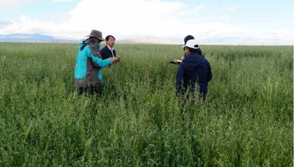 Tibet promotes forage grass planting to protect grassland ecology