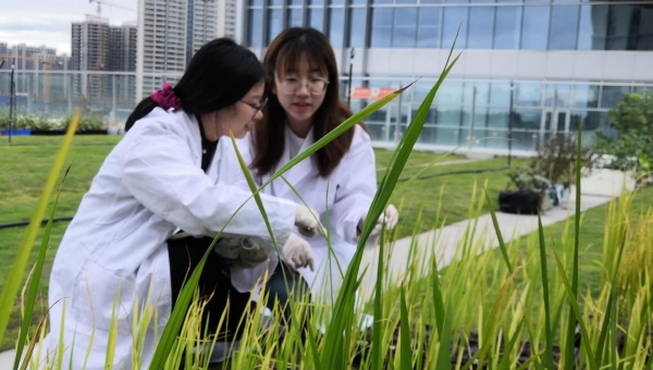 Hainan stands at forefront of seed industry innovation