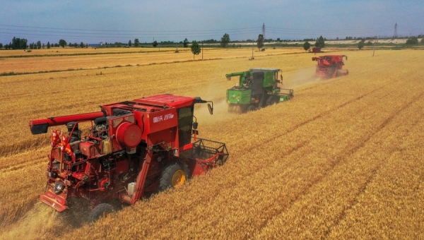 China reaps bumper summer harvest securing food security
