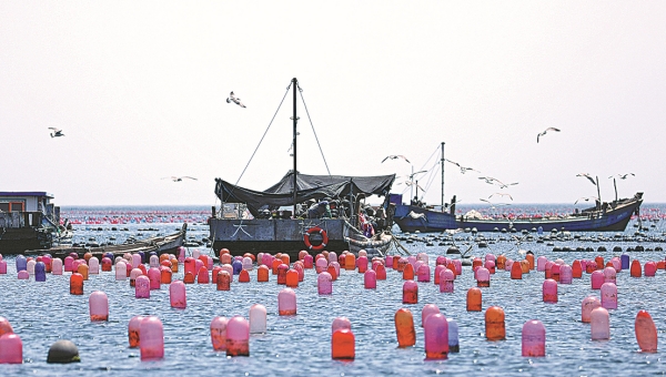 Dalian uses high-tech to boost harvest from sea
