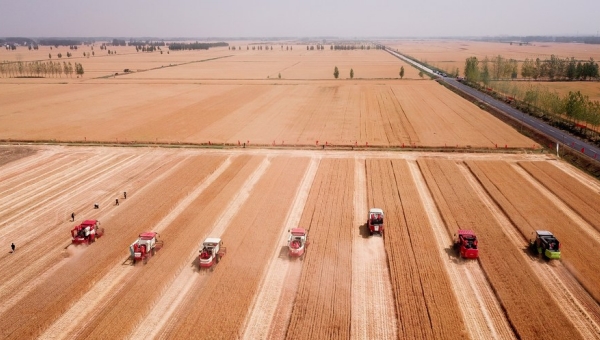 Consecutive bumper harvests ensure China's grain security
