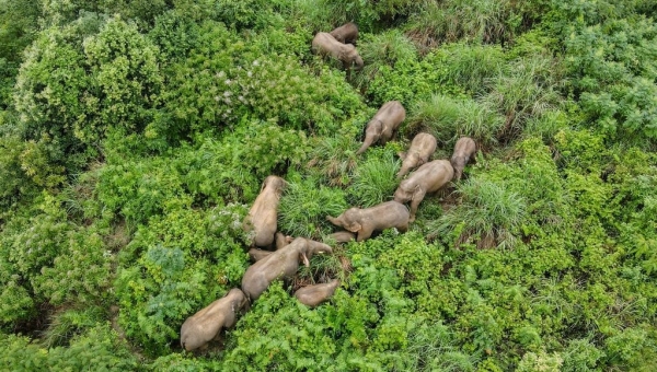 China strengthens efforts to protect Asian elephants