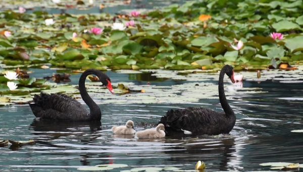 China tops the world in number of Wetland City Accreditation