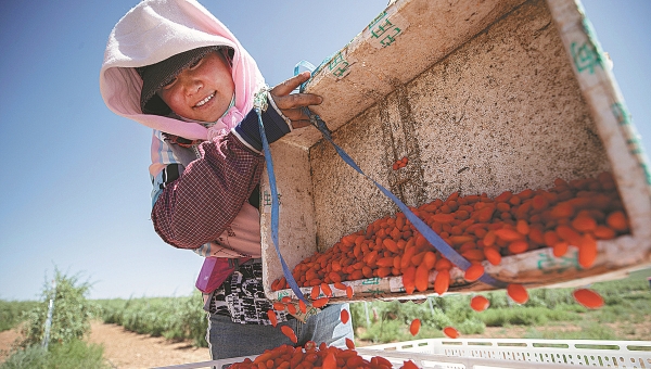 Upgrades help goji berries lift people out of poverty in Ningxia