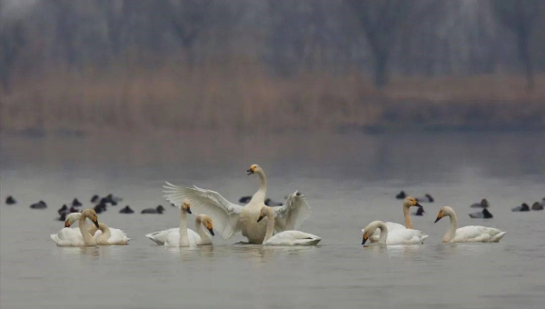 Wetland in Tianjin sees improved environment for bird species