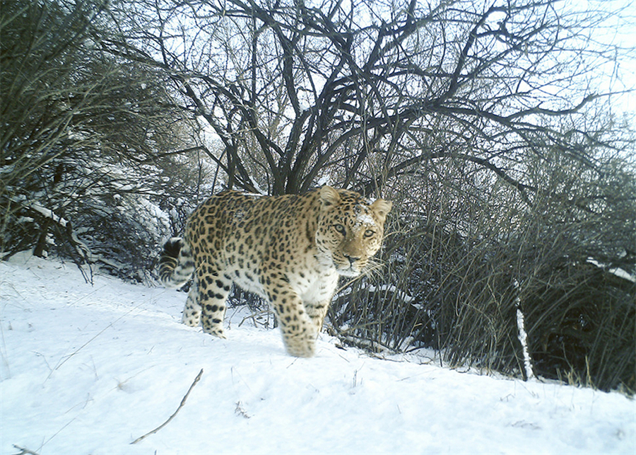 Leopard population rising amid protection efforts