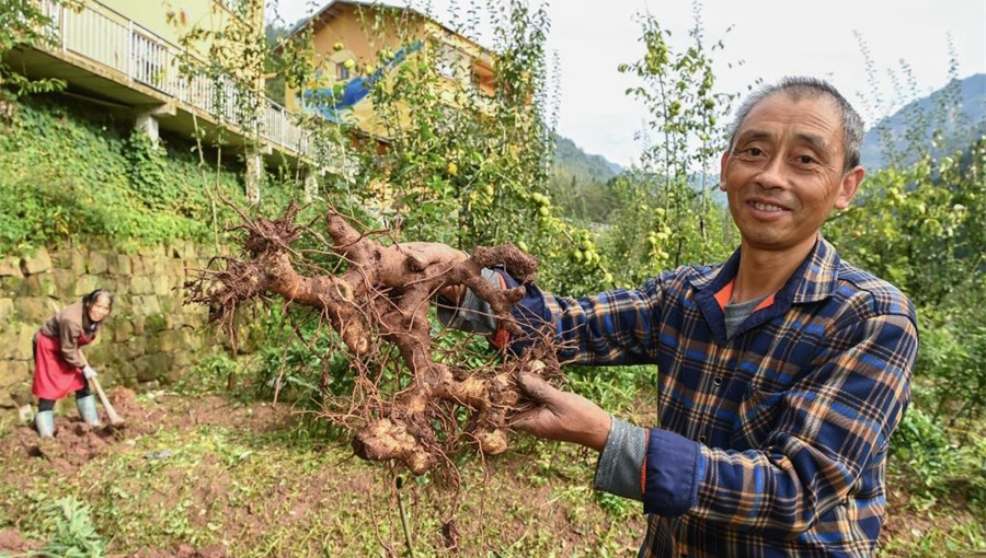 Distinctive industries help SW China's township escape poverty