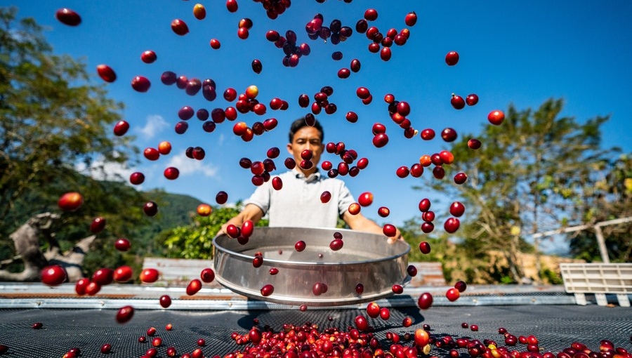 Coffee industry sees rapid growth in Pu'er, SW China's Yunnan