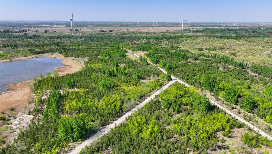 China's anti-desertification philosophy, efforts turn sand into gold