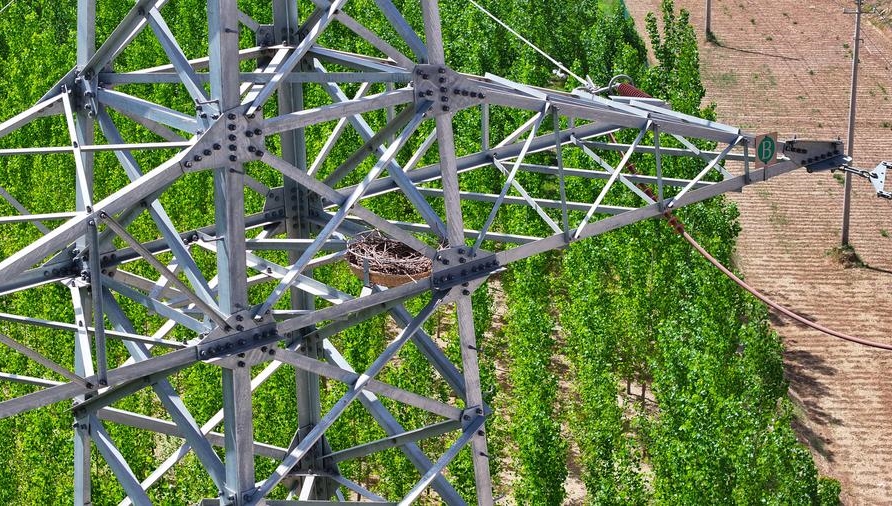 NW China creates bird-friendly solutions for safer power infrastructure