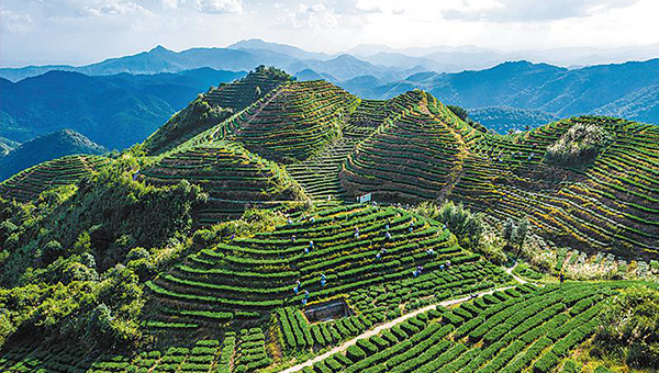 Satellites supervise Fujian tea production