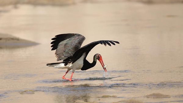 Northwest China's wetland becomes migratory bird heaven