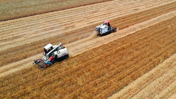 China reports largest increase in summer harvest in 9 years