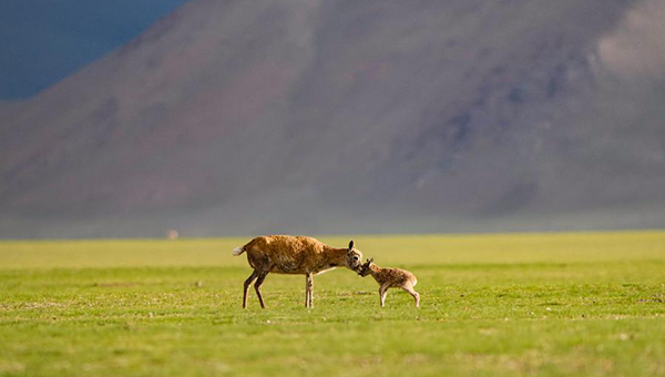 Studies show significant progress in Xizang ecological security barrier construction