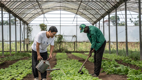 China's cassava cultivation know-how ignites new hope in Africa