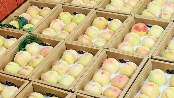 Peach industry thrives in small township in China's Jiangsu