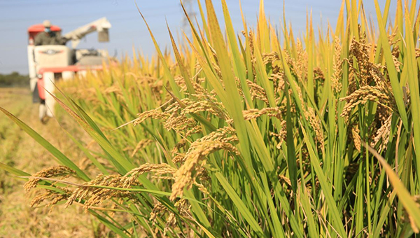 Xi extends greetings ahead of farmers' harvest festival