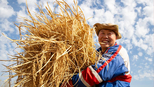 Major Chinese agricultural provinces secure grain harvest despite extreme weather