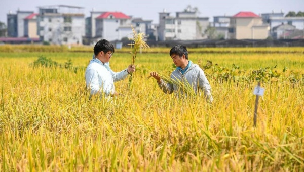 Science and technology backyard projects contribute to China's rural revitalization