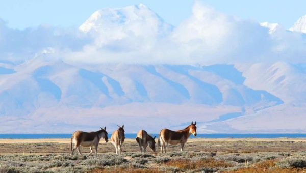 Xizang keeps enhancing efforts in ecological conservation, restoration