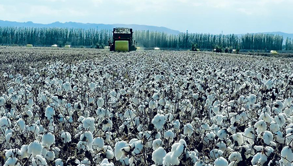 Modern tech propels high crop yields in China's Xinjiang