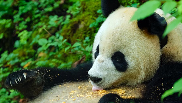 China's panda national park fosters haven for biodiversity