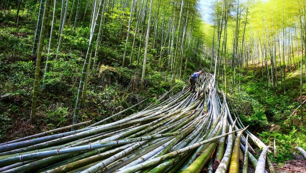 China pushes for bamboo to replace plastics