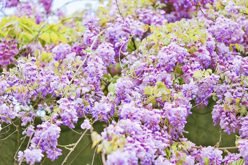 紫藤花1.jpg