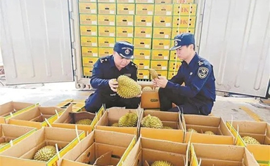 Xiamen durian shipping route ensures fastest delivery to Chinese market