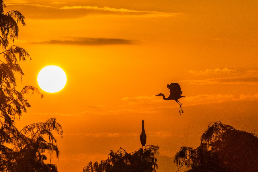 作品名称《日出苍鹭起舞》、姓名：殷锡荣、联系电话：17521228605短信息(聋人)、拍摄时间：2024年11月7日、地点：黎阳镇傍霞村.jpg