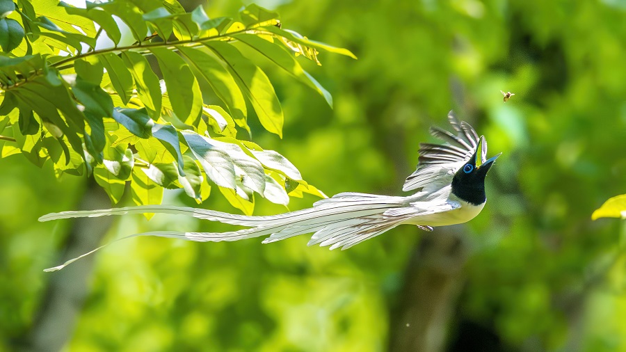 林永新 云羽掠空捕飞虫.jpg