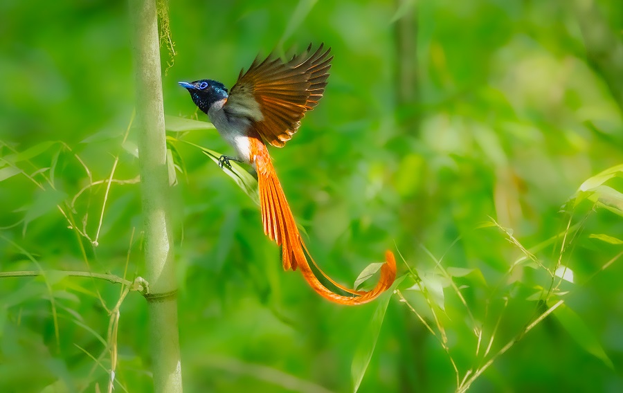 洪苗慧 青竹映赤绡-2.jpg