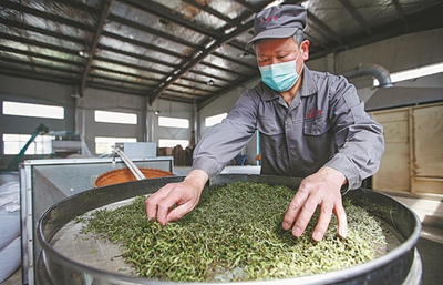 Tour guides offered tea picking jobs