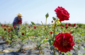 Rose planting boosts rural vitalization in East China's Anhui province