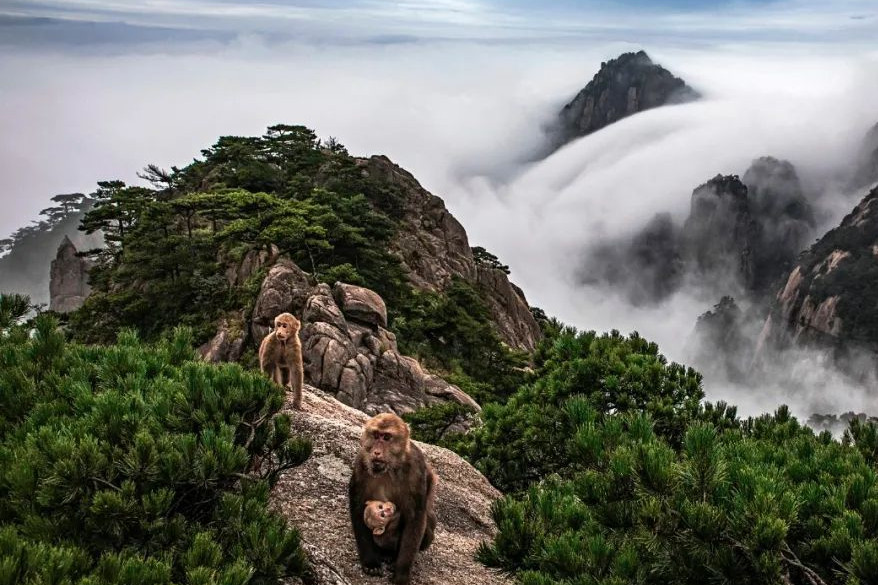 Huangshan advances in forest landscape ecosystem restoration