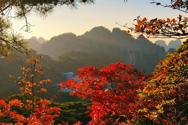 Feast your eyes on enthralling autumn leaves in Huangshan