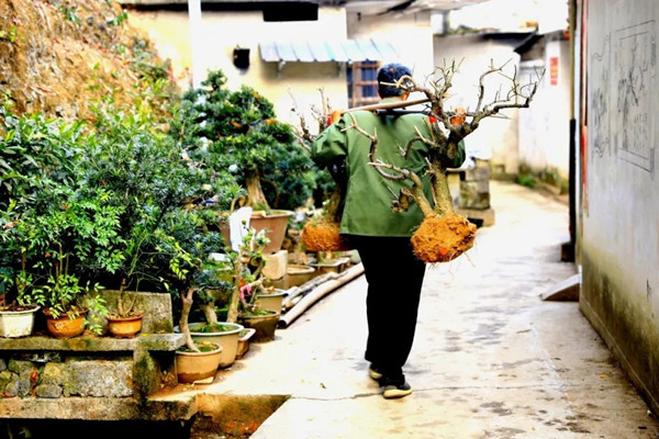 Bonsai tree business vitalizes village in Huangshan