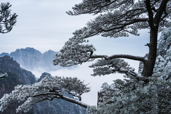 Rare spring rime spectacle appears in Huangshan Mountain 