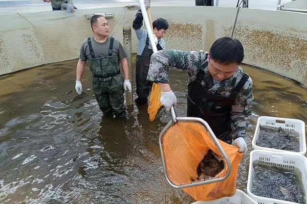 Recirculating aquaculture systems prove a hit in Huangshan
