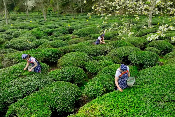 Mingzhou village: An organic green tea haven in Huangshan