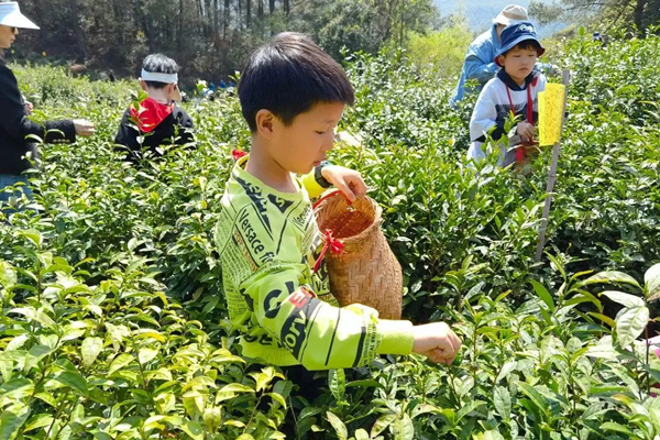Daping Mountain Ecological Tea Garden