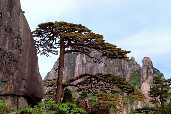 Iconic pine on Huangshan Mountain in full bloom