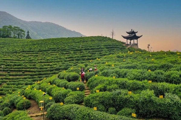 Huangshan city's tea industry booms on international scene