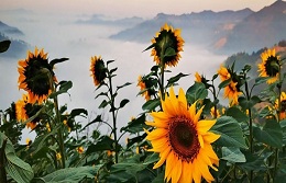 Breathtaking sunflowers transform Huangshan's Shitan village