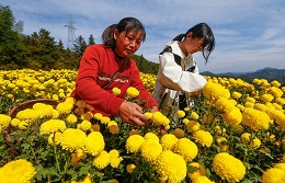Huangshan city growers start chrysanthemum harvesting