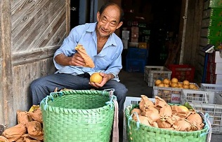 Huizhou snow pears drive economic boom in Shangfeng township