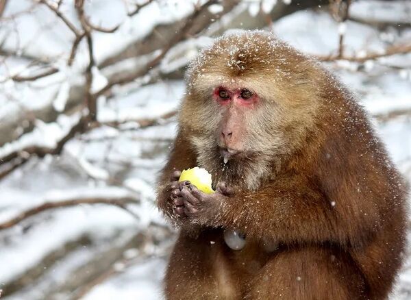 Huangshan macaques delight in a snowy world